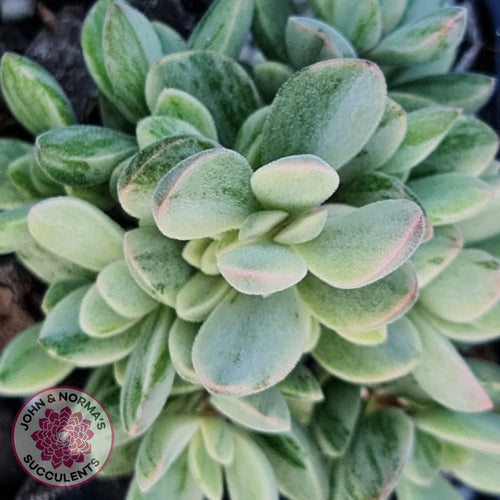 Crassula rogersii - Silk Variegated Cuttings x 5 - John & Norma's Succulents Australia