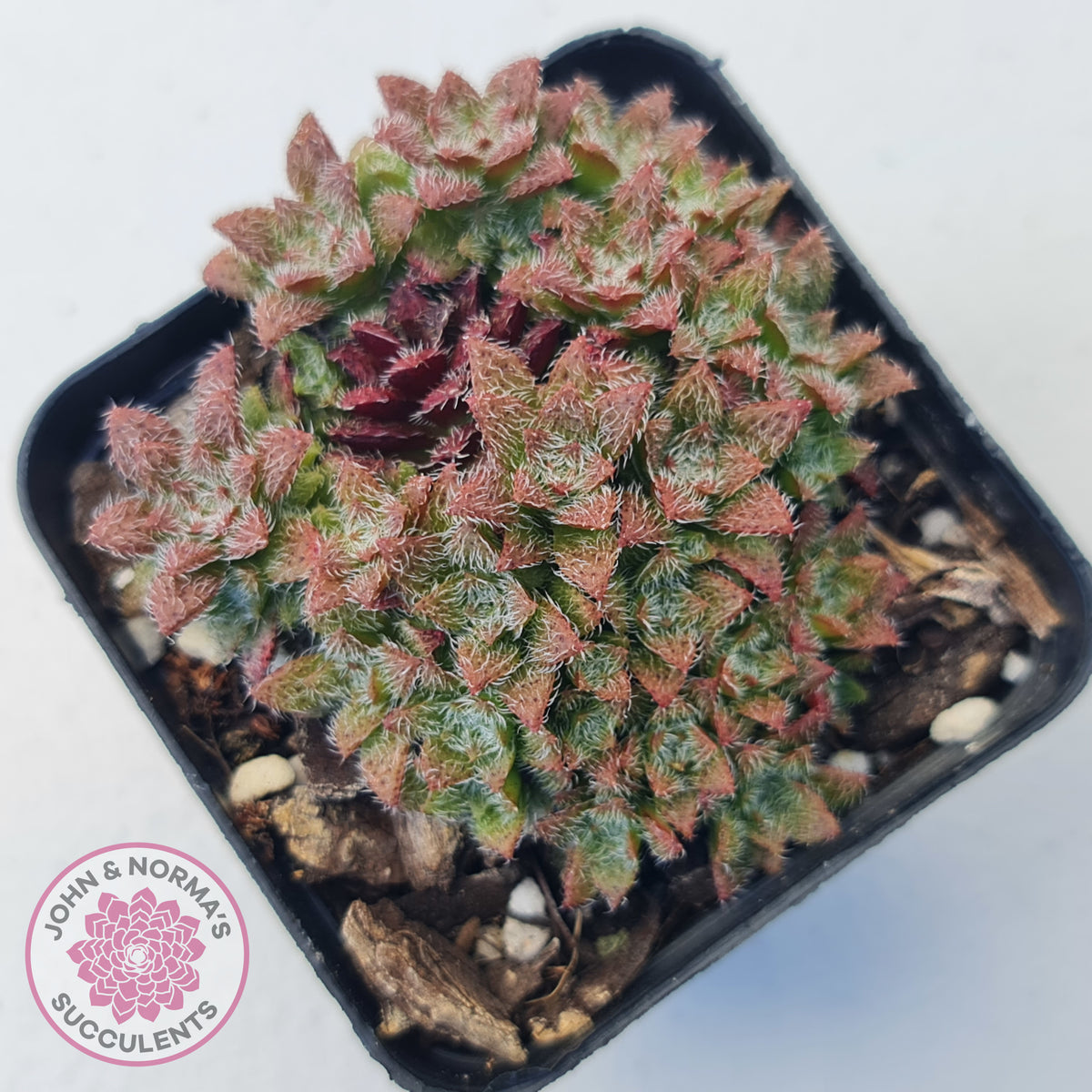 Crassula setulosa v transvaal drakensberg