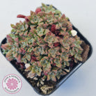 Crassula setulosa v transvaal drakensberg