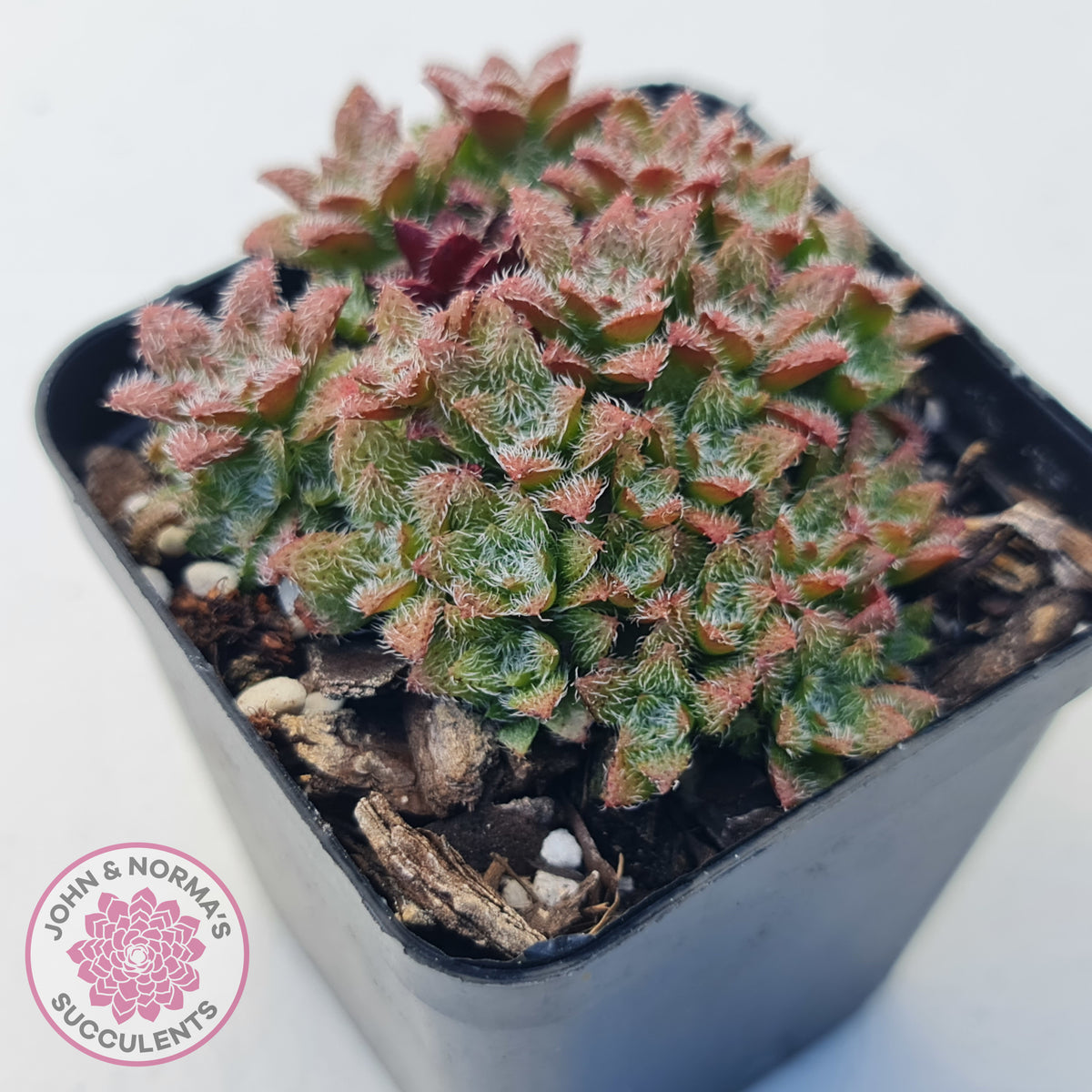 Crassula setulosa v transvaal drakensberg