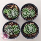 Crassula tomentosa var. glabrifolia