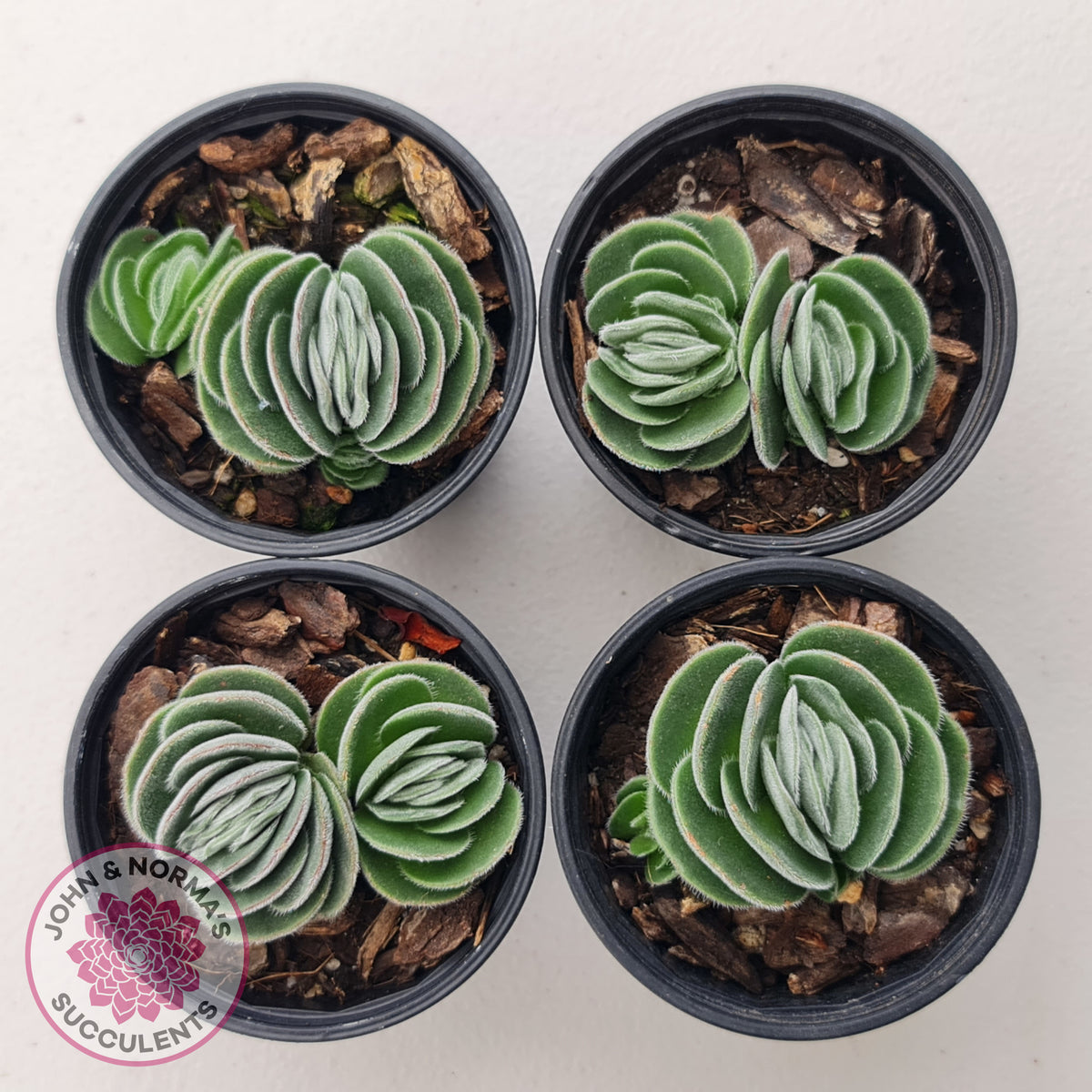 Crassula tomentosa var. glabrifolia