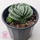 Crassula tomentosa var. glabrifolia