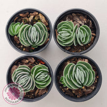 Load image into Gallery viewer, Crassula tomentosa var. glabrifolia
