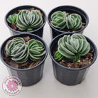 Crassula tomentosa var. glabrifolia