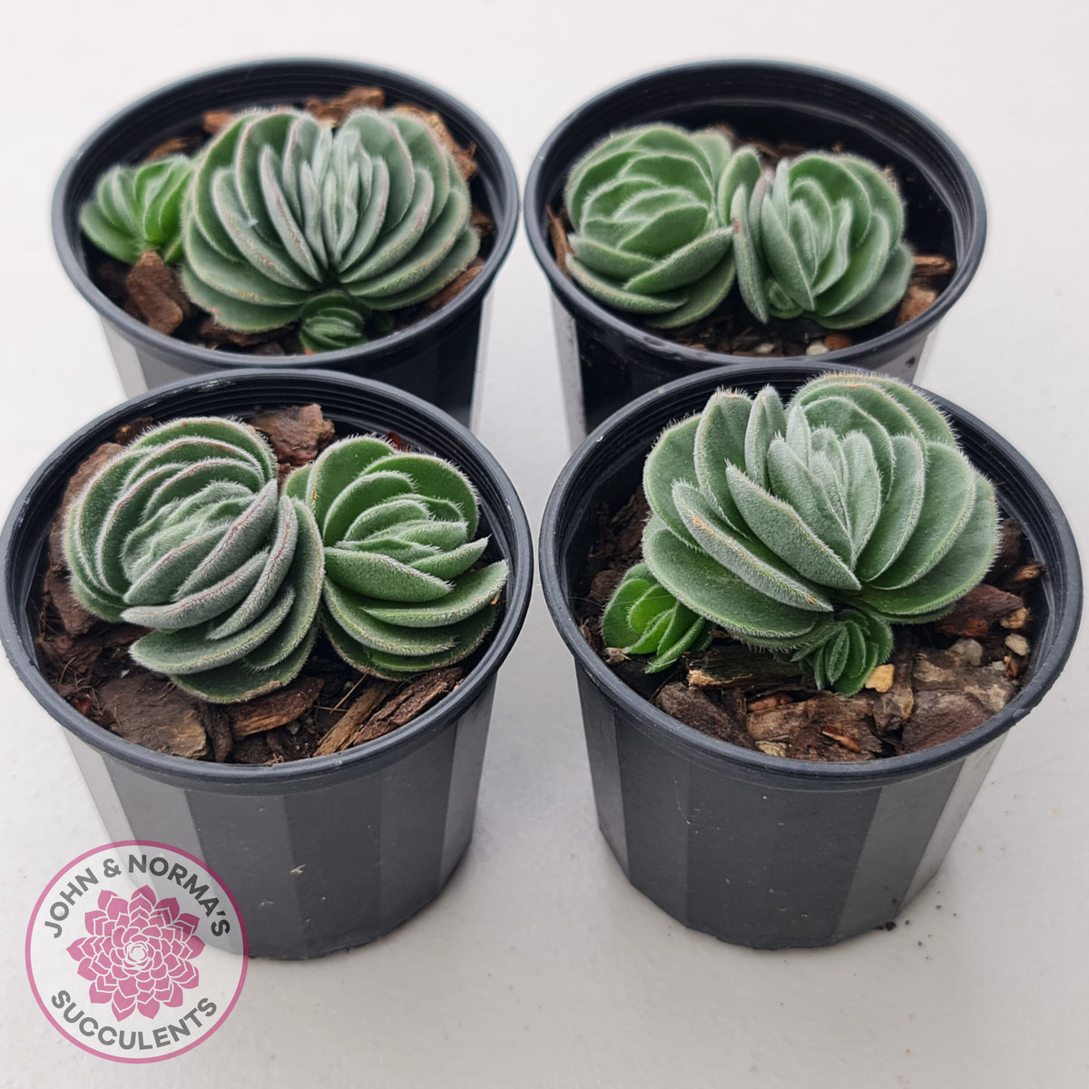 Crassula tomentosa var. glabrifolia