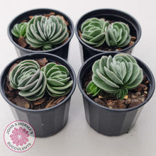 Load image into Gallery viewer, Crassula tomentosa var. glabrifolia
