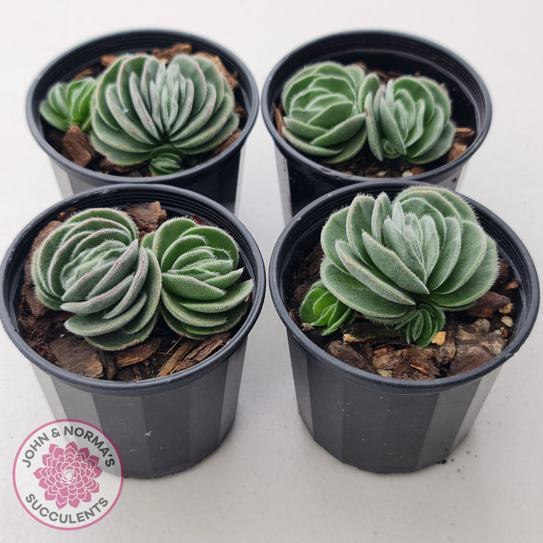 Crassula tomentosa var. glabrifolia