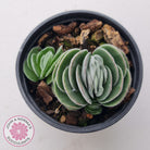 Crassula tomentosa var. glabrifolia