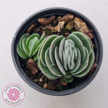 Load image into Gallery viewer, Crassula tomentosa var. glabrifolia
