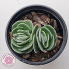 Crassula tomentosa var. glabrifolia