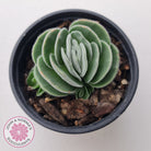 Crassula tomentosa var. glabrifolia