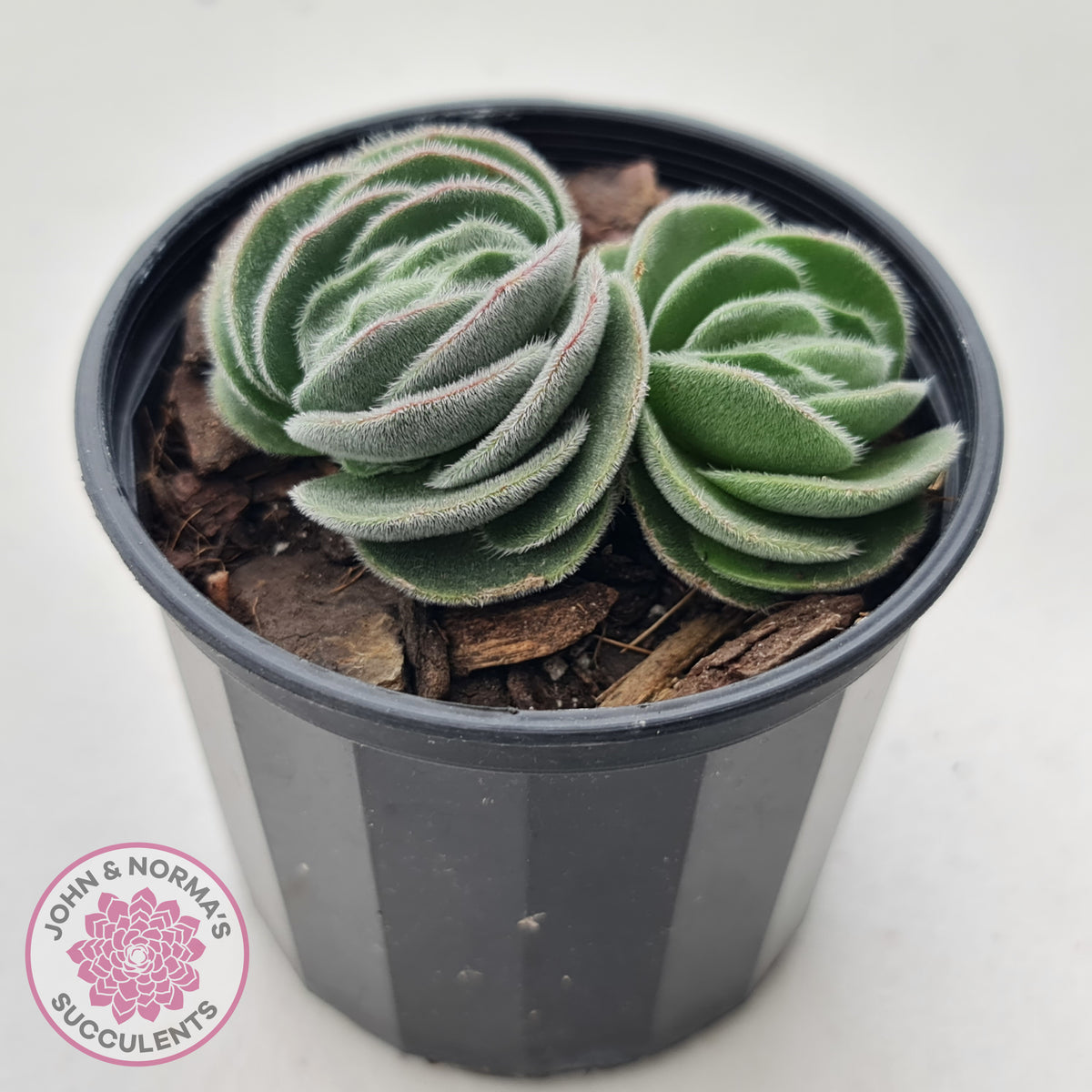Crassula tomentosa var. glabrifolia