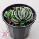 Crassula tomentosa var. glabrifolia