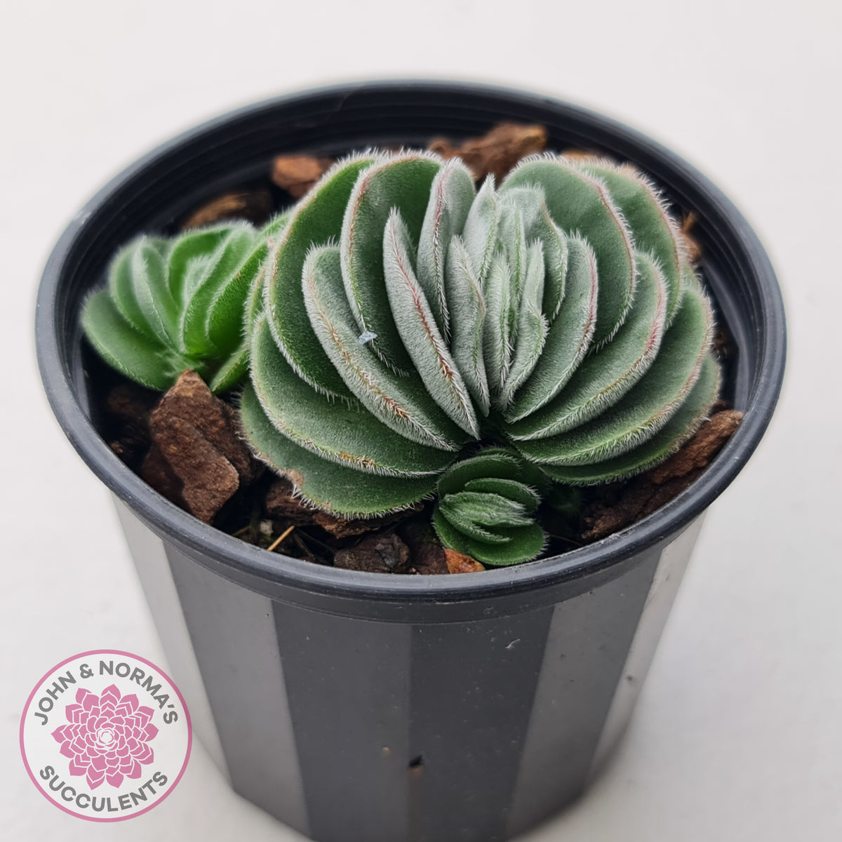 Crassula tomentosa var. glabrifolia