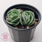 Crassula tomentosa var. glabrifolia