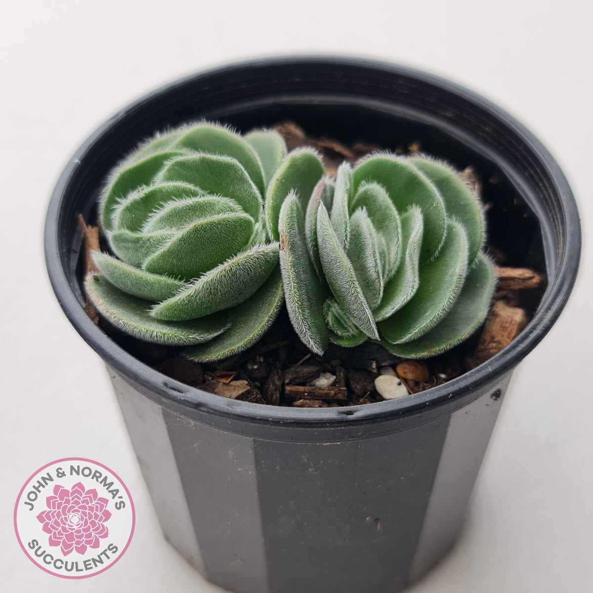 Crassula tomentosa var. glabrifolia