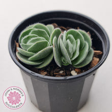 Load image into Gallery viewer, Crassula tomentosa var. glabrifolia
