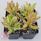 Crassula Capitella Campfire Variegata