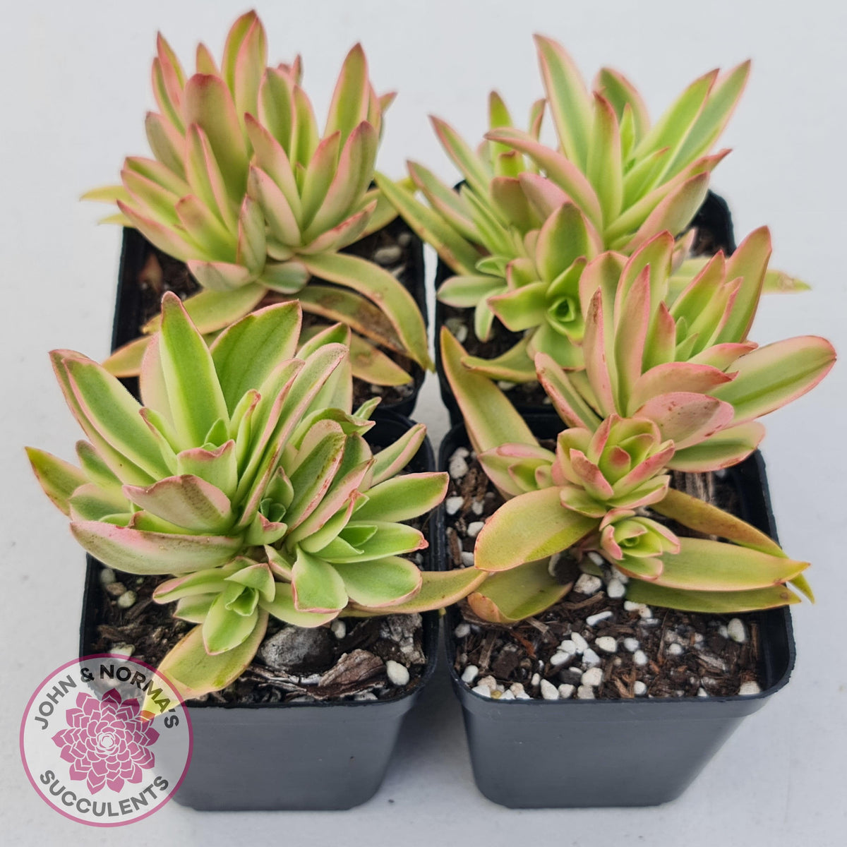 Crassula Capitella Campfire Variegata