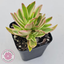 Load image into Gallery viewer, Crassula Capitella Campfire Variegata - John &amp; Norma&#39;s Succulents
