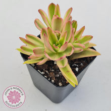 Load image into Gallery viewer, Crassula Capitella Campfire Variegata - John &amp; Norma&#39;s Succulents
