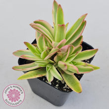 Load image into Gallery viewer, Crassula Capitella Campfire Variegata - John &amp; Norma&#39;s Succulents
