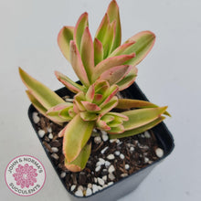 Load image into Gallery viewer, Crassula Capitella Campfire Variegata - John &amp; Norma&#39;s Succulents
