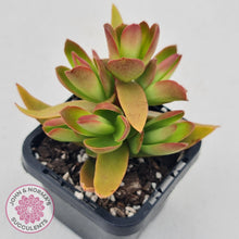 Load image into Gallery viewer, Crassula Capitella Campfire - John &amp; Norma&#39;s Succulents
