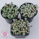 Crassula corallina