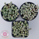 Crassula corallina