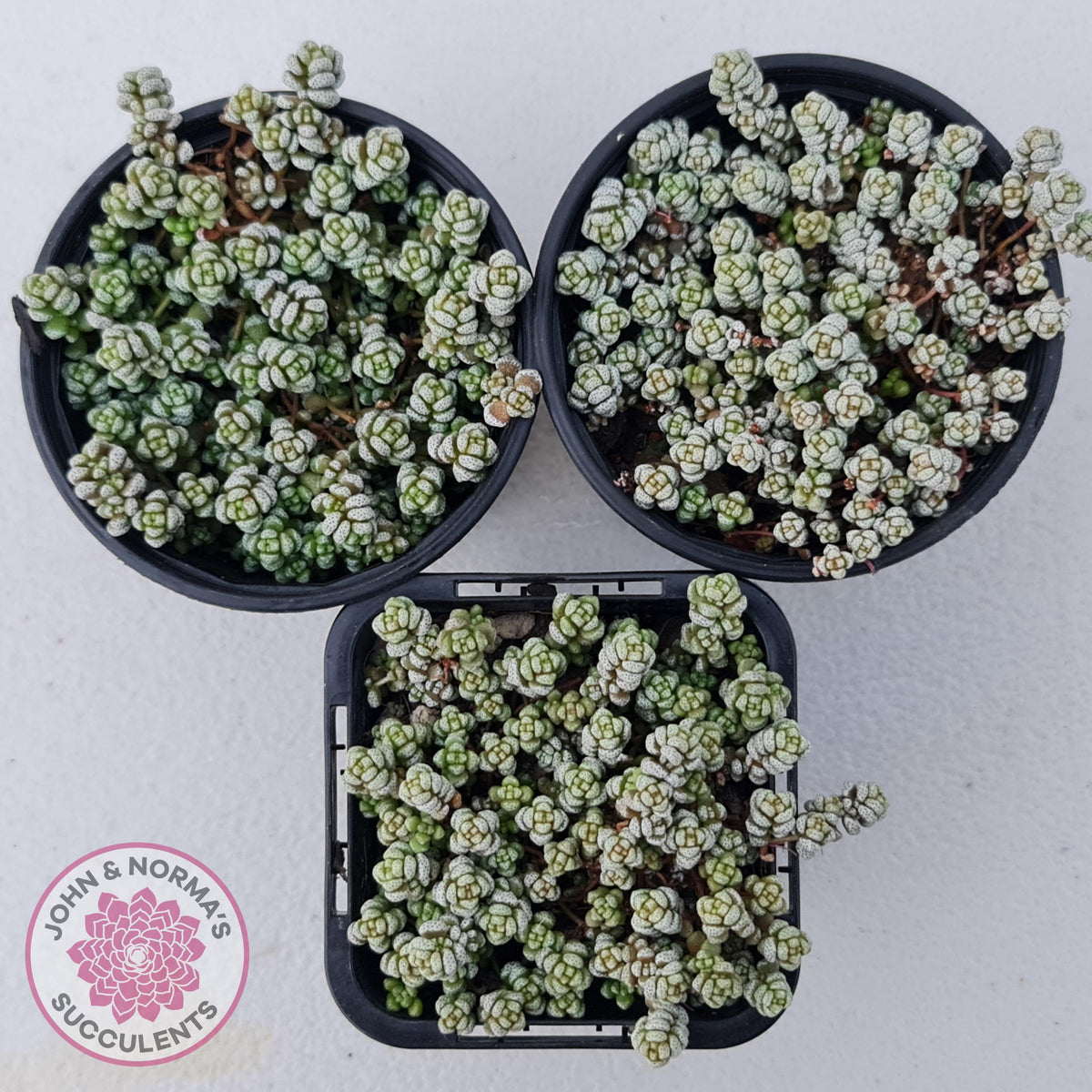 Crassula corallina
