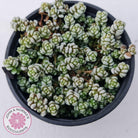 Crassula corallina