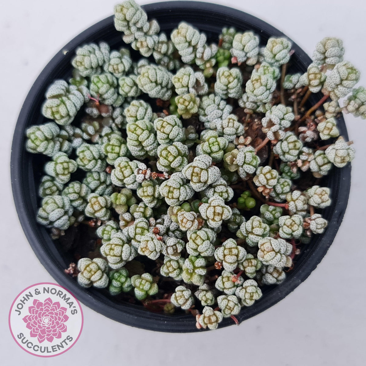 Crassula corallina
