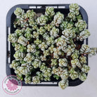 Crassula corallina