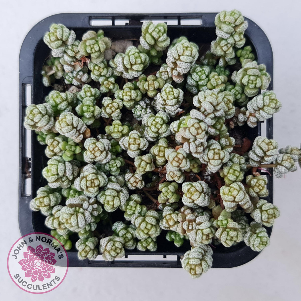 Crassula corallina