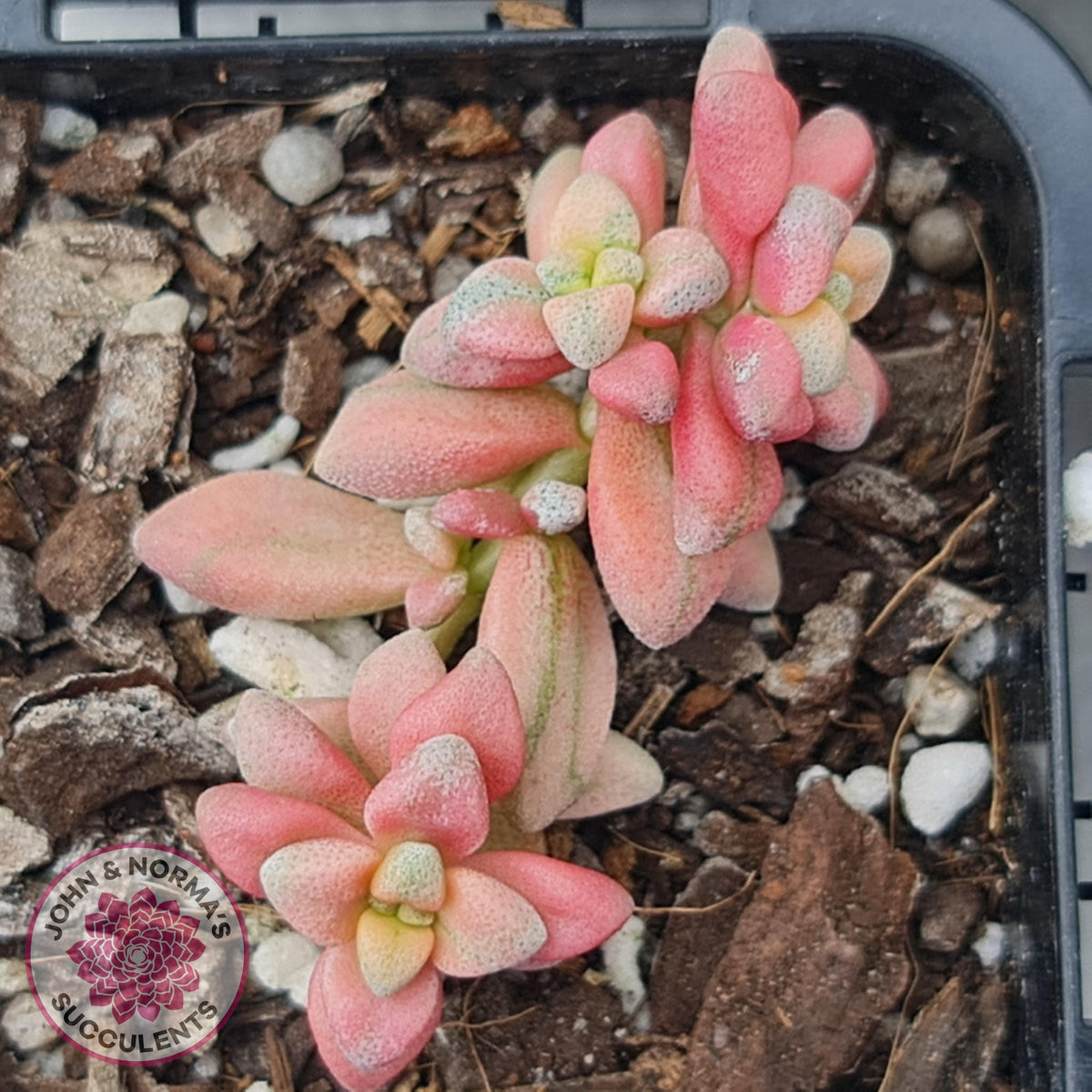 Crassula deltoidea variegata