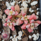 Crassula deltoidea variegata