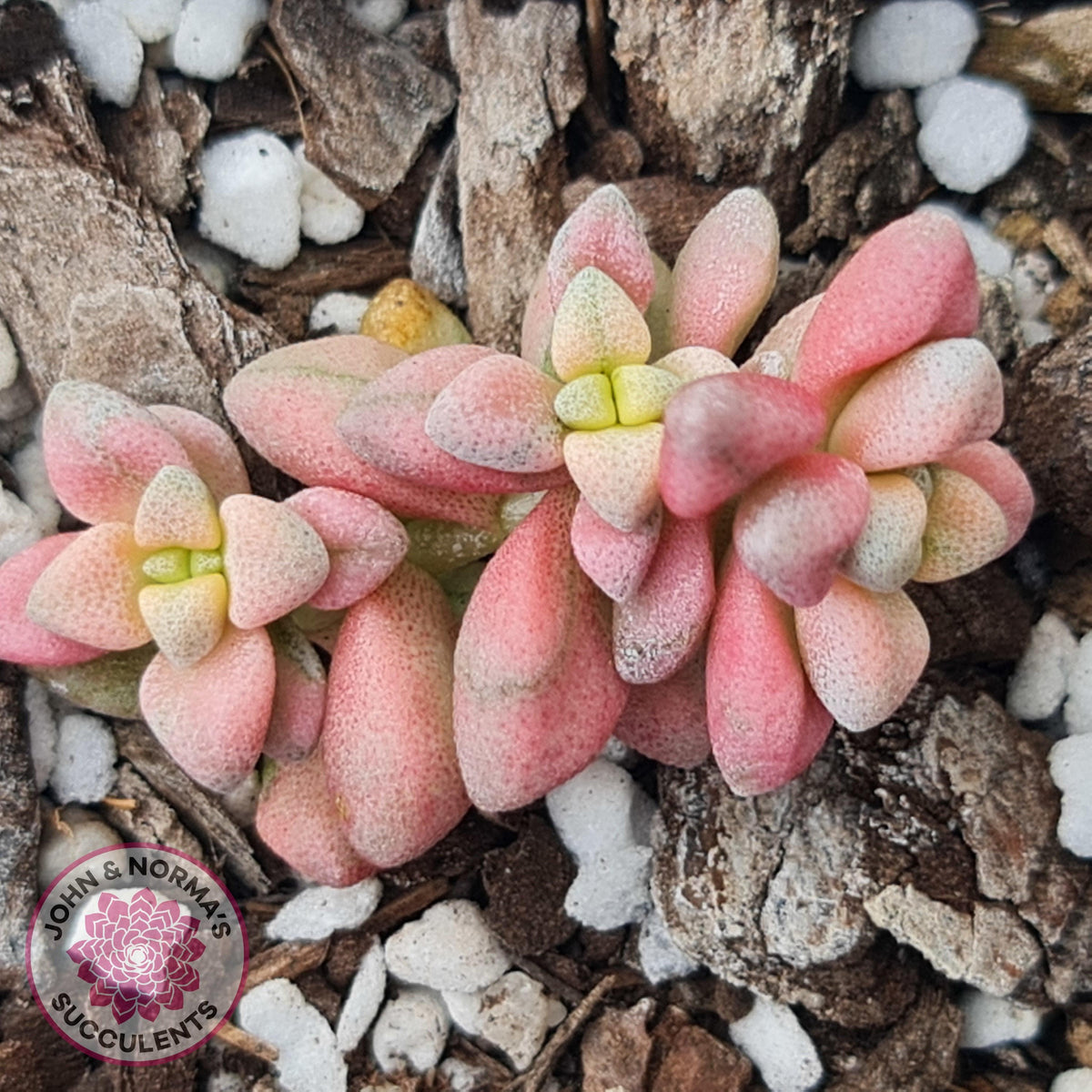 Crassula deltoidea variegata