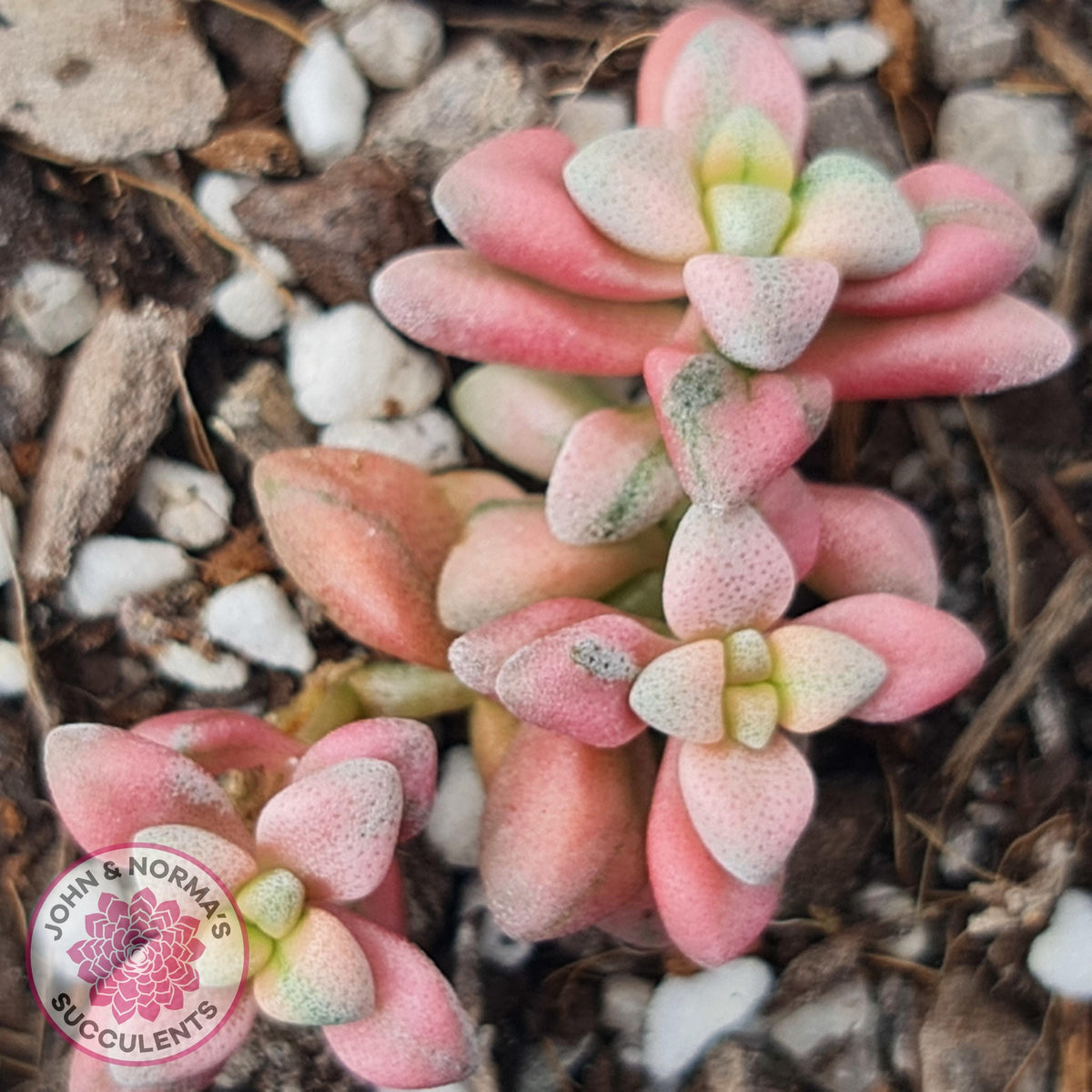 Crassula deltoidea variegata
