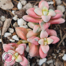 Load image into Gallery viewer, Crassula deltoidea variegata - John &amp; Norma&#39;s Succulents
