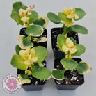 Crassula multicava Variegated