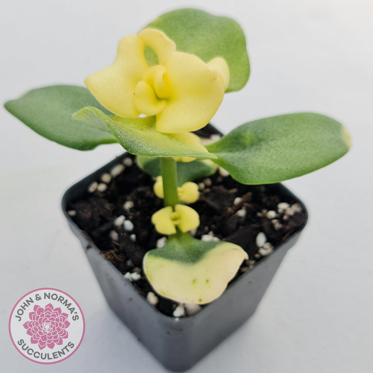 Crassula multicava Variegated