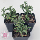 Crassula muscosa Monstrose