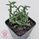 Crassula muscosa Monstrose