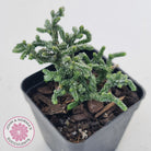 Crassula muscosa Monstrose