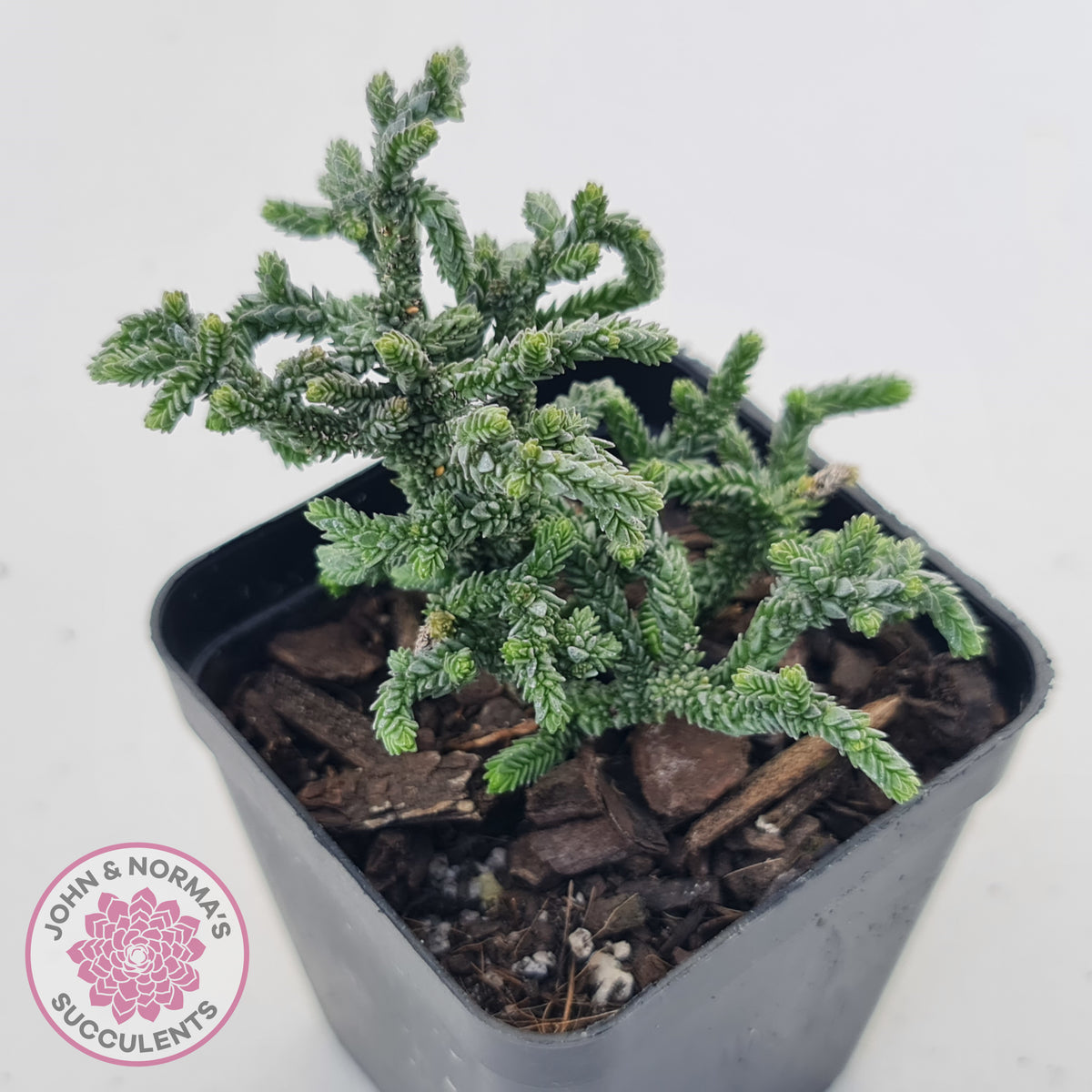Crassula muscosa Monstrose