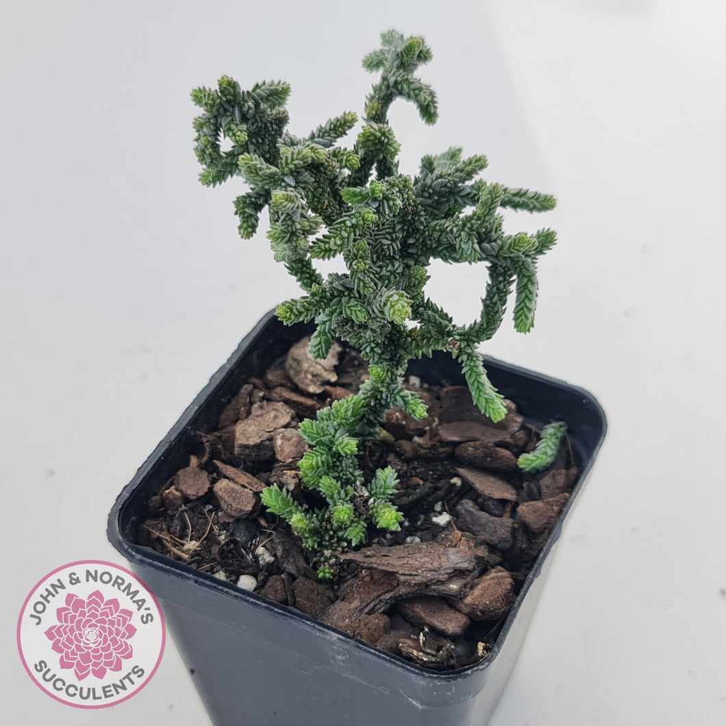 Crassula muscosa Monstrose