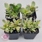 Crassula Platyphylla Variagata
