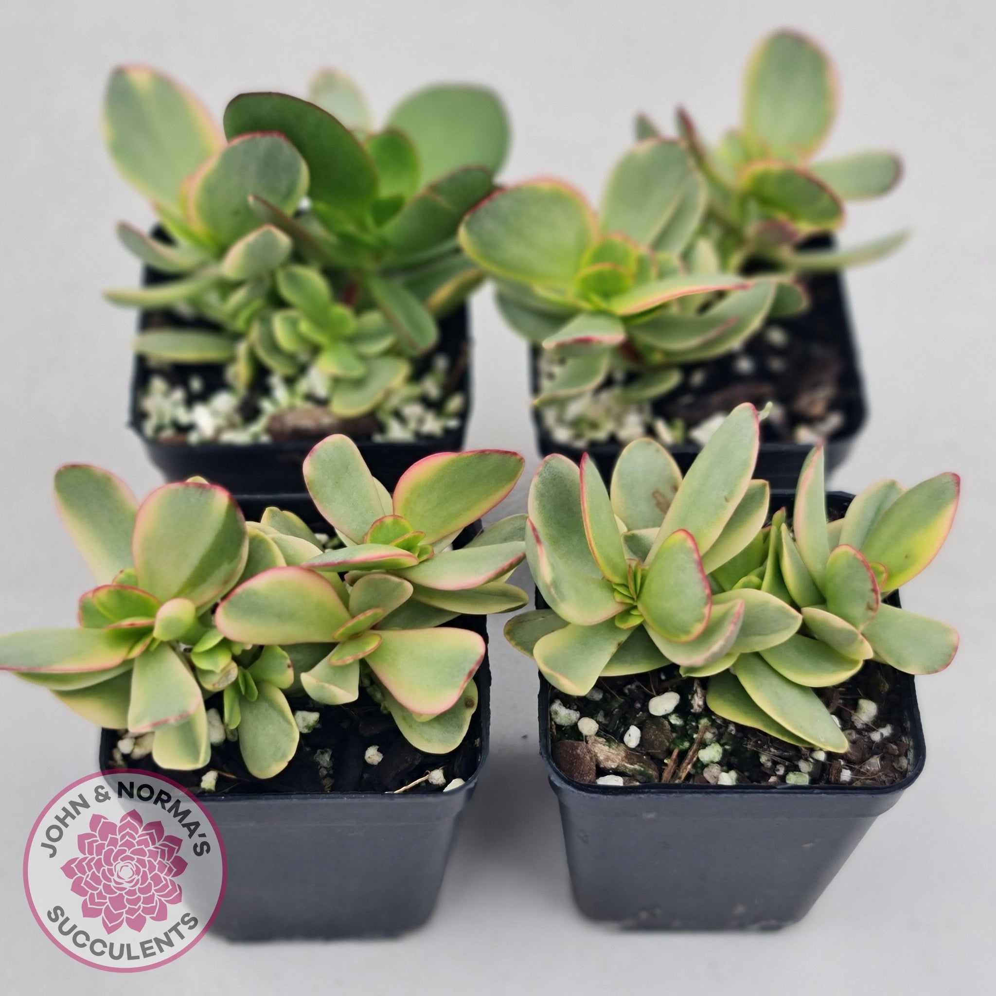 crassula platyphylla variegata Buy Crassula Platyphylla Variagata Australia